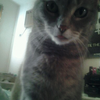 Sloth (USA-2) : BLKMTL Kitty Sticks Her Tounge Out @ U